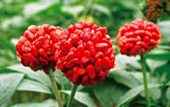 Panax Notoginseng