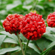 Panax Notoginseng